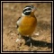 Buntings & Wagtails