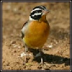 Buntings & Wagtails