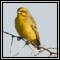 Canaries & Whydahs