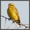 Canaries & Whydahs