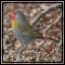 Finches