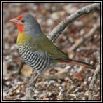 Finches
