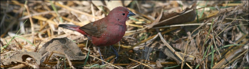 Jameson’s Firefinch - Okavango Delta