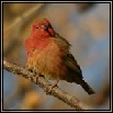 Firefinches