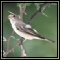 Flycatchers