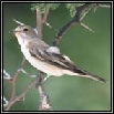 Flycatchers