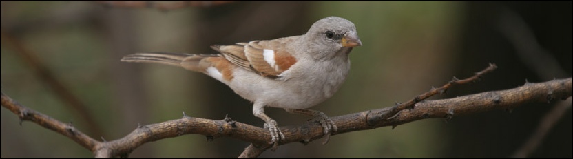 Northern Grey-headed Sparrow - Meno a Kwena