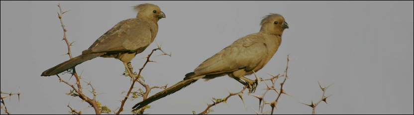 Grey-go-away-bird - Khama Rhino Sanctuary