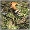 Hoopoes & Woodhoopoes