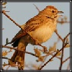Sparrowlarks, Larks & Pipits