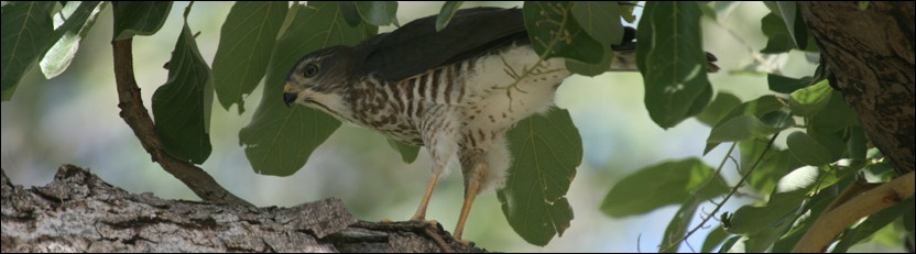 Shikra - Tuli Block