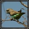 Louries, Parrots, Woodpeckers & Hoopoes