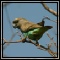 Louries, Parrots, Woodpeckers & Hoopoes