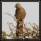 Louries & Parrots