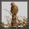 Louries & Parrots