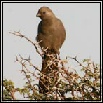Louries & Parrots