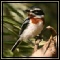 Prinias, Batis & Tits