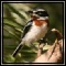 Prinias, Batis & Tits