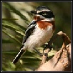 Prinias, Batis & Tits