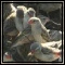 Sparrows, Warblers, Weavers & Queleas