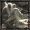 Sparrows, Warblers, Weavers & Queleas