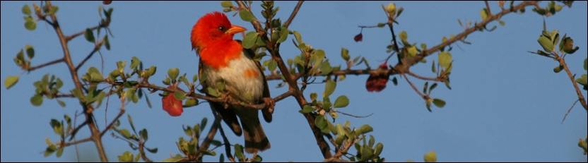 Redheaded Weaver - Tuli Block