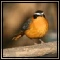Robins, Thrushes & Flycatchers