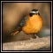 Robins, Thrushes & Flycatchers