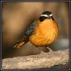 Robins