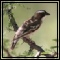 Sparrows