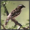 Sparrows & Sparrow-weavers