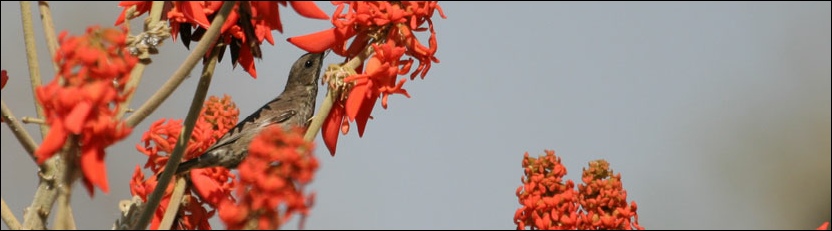 Scarlet-chested Sunbird