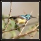 Sunbirds