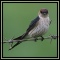 Swallows