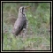 Thrushes