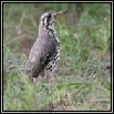 Thrushes