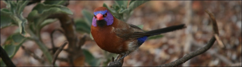 Violet-eared Waxbill - Meno a Kwena