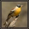Waxbills, Finches, Wagtails & Buntings