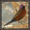 Waxbills