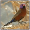 Waxbills