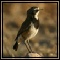 Wheaters, Chats, Larks, Pipits, Batis & Tits