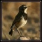 Wheaters, Chats, Larks, Pipits, Batis & Tits