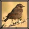 Wheatears & Chats