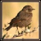 Wheatears & Chats