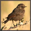 Wheatears & Chats