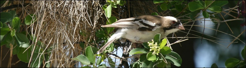 White-browed Sparrow-weaver - Deception Valley