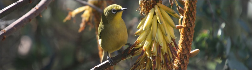 Yellow White-eye