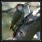 Woodpeckers