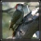 Woodpeckers