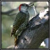 Woodpeckers